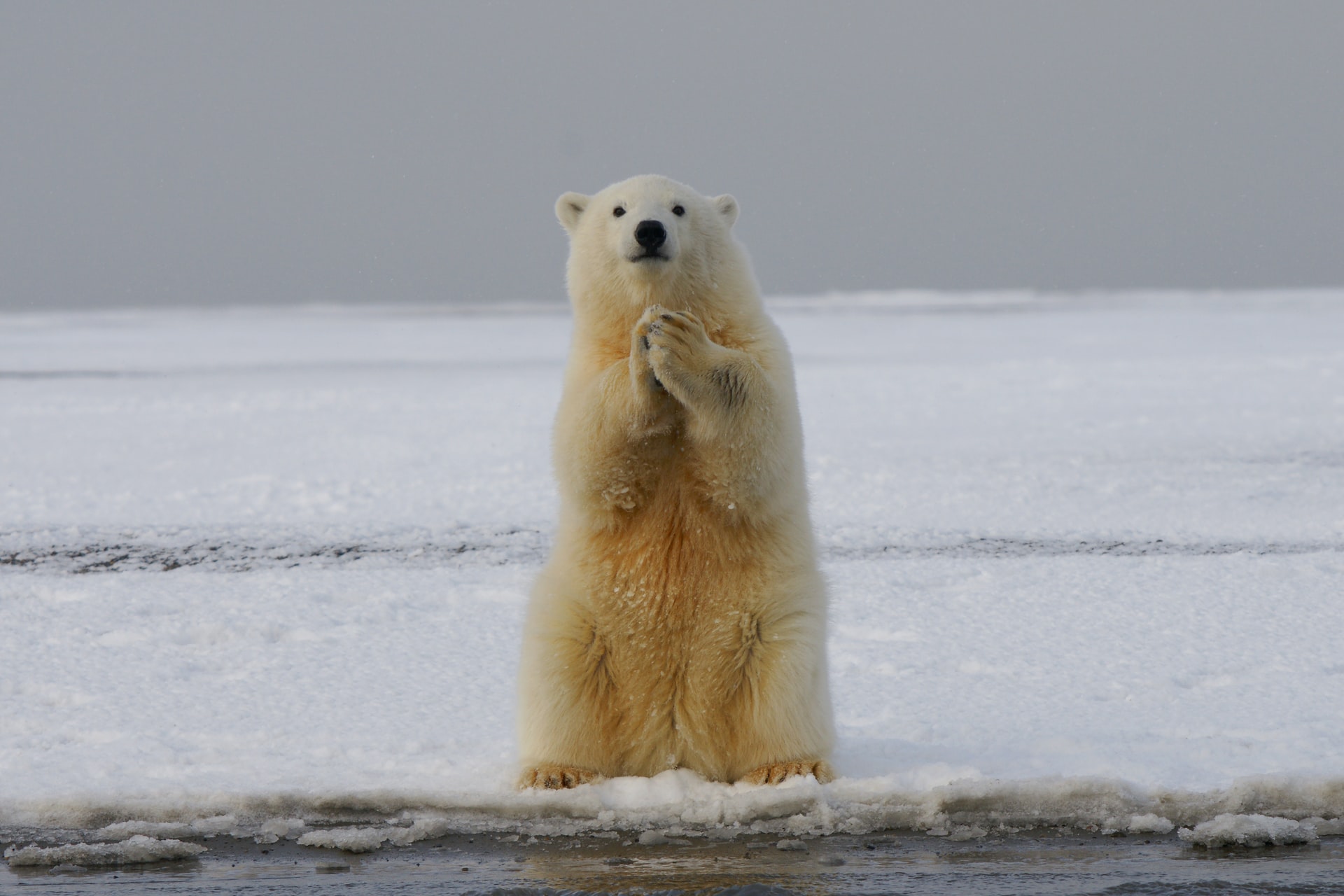 北極熊真的要沒有家了 科學家警告 全球暖化在加速 未來夏天北極將看不到冰山 愛地球學院